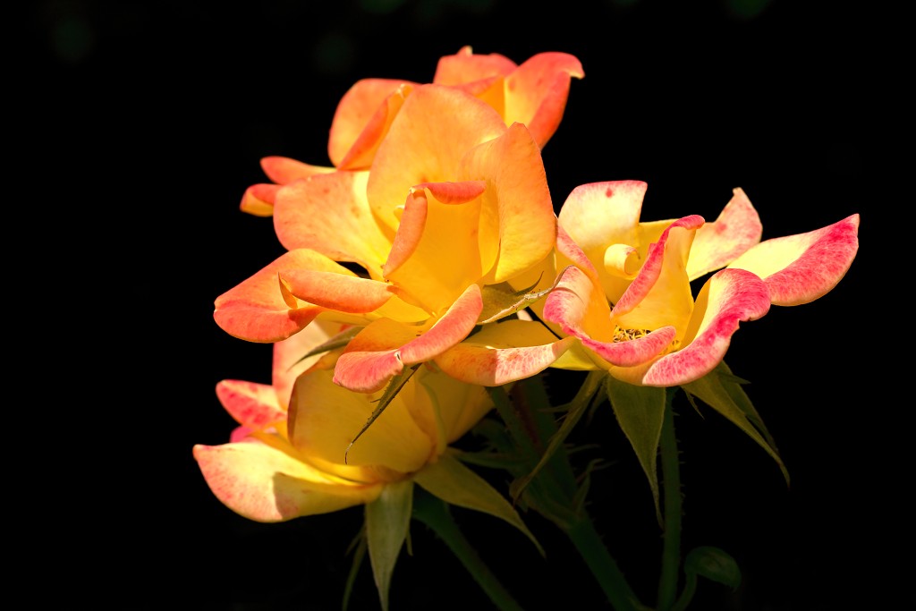 rozen roos rosa hdr natuur bloem bloemen cultivars cultivar rosaceae tuin rozentuin valentijn liefde